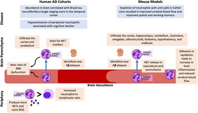 Neutrophils as a potential therapeutic target in Alzheimer’s disease